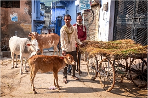 GRASS SELLER